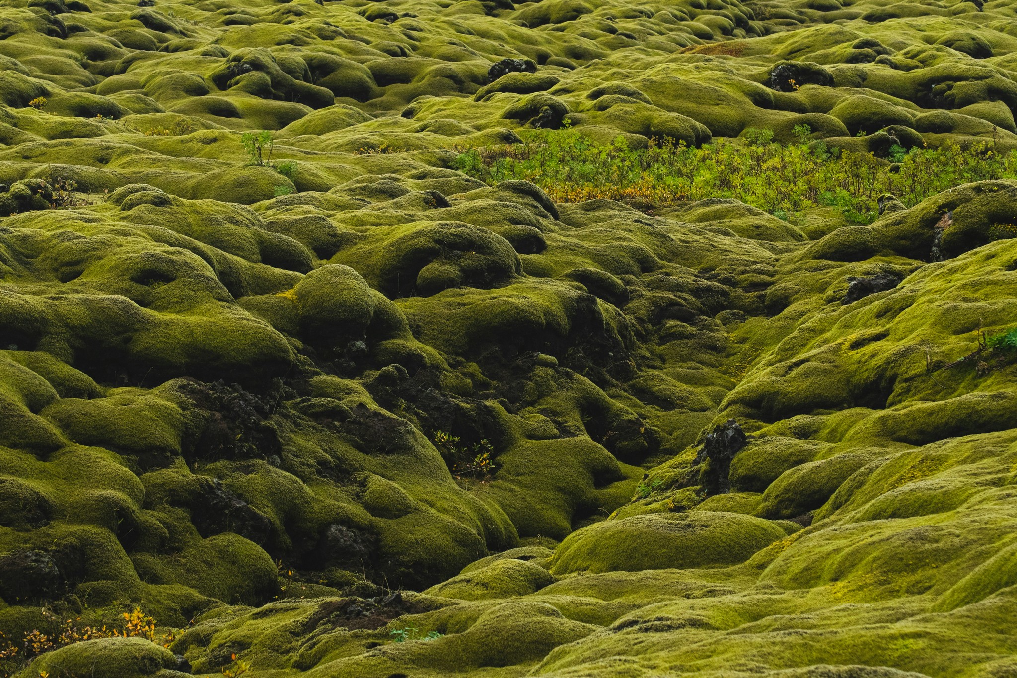 Eldhraun lava field covered in moss in Iceland.