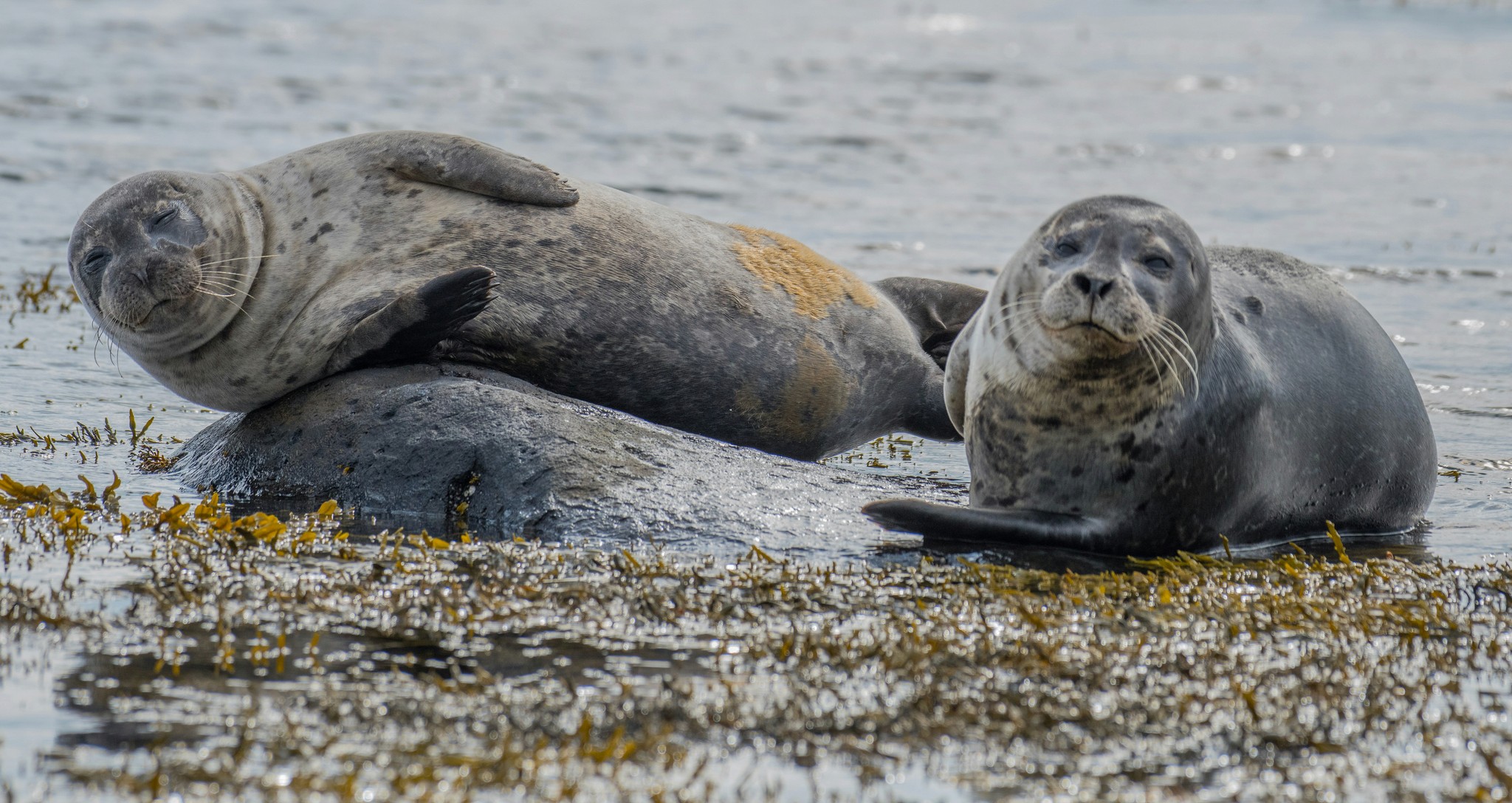 Two seals on a shore in Iceland.