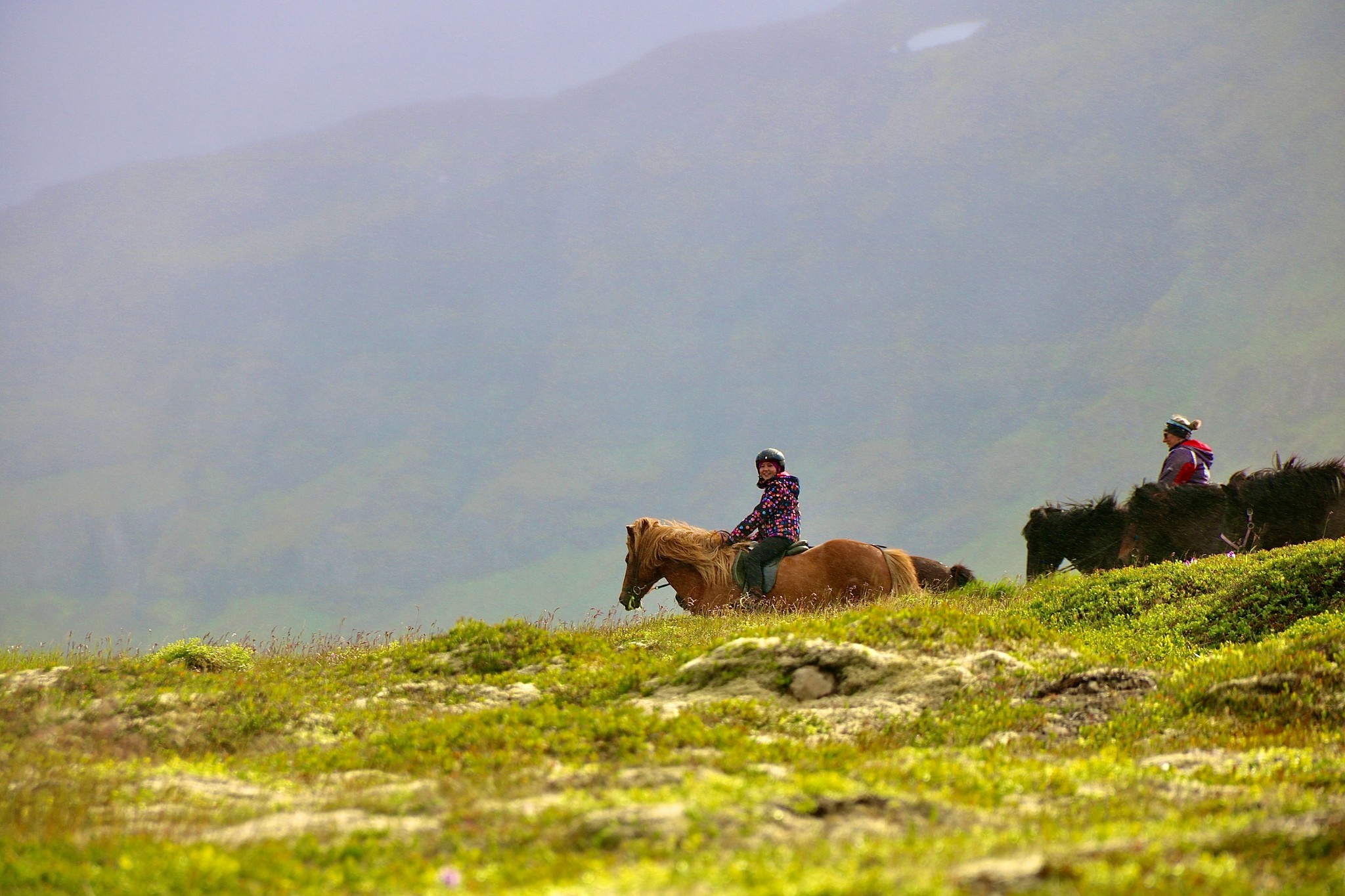 Travelers riding Icelandic horses across a grassy field in Iceland.