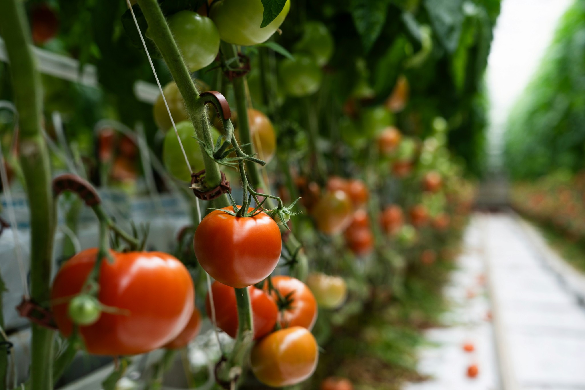 Tomato plants growing inside a greenhouse.