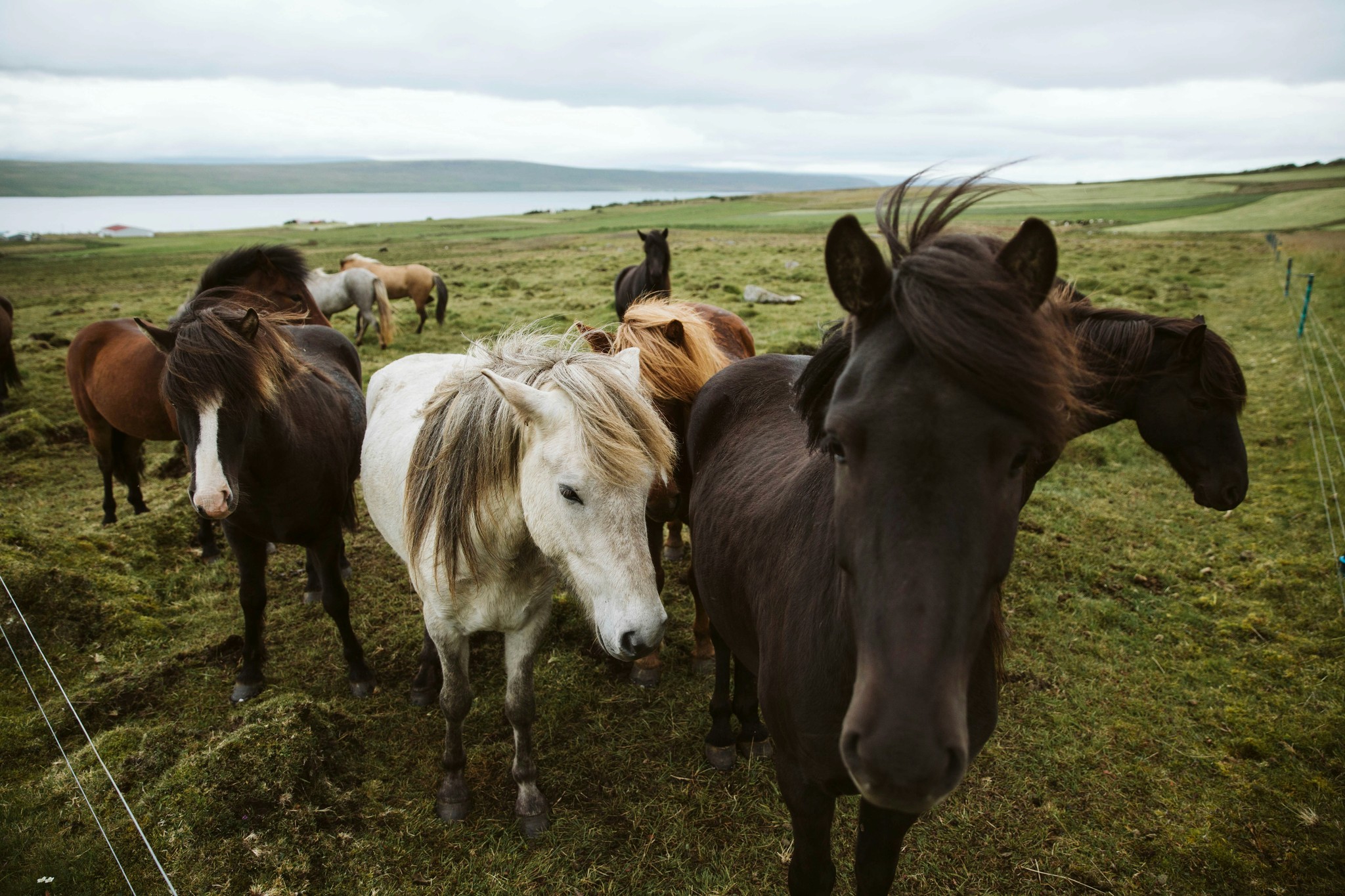 A herd of Icelandic horses gathered in a field beside a river in Iceland.